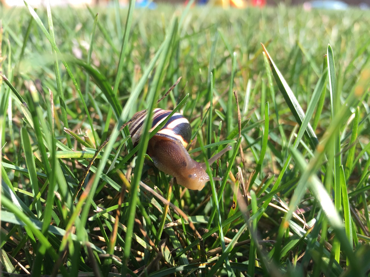 snail grass shell free photo