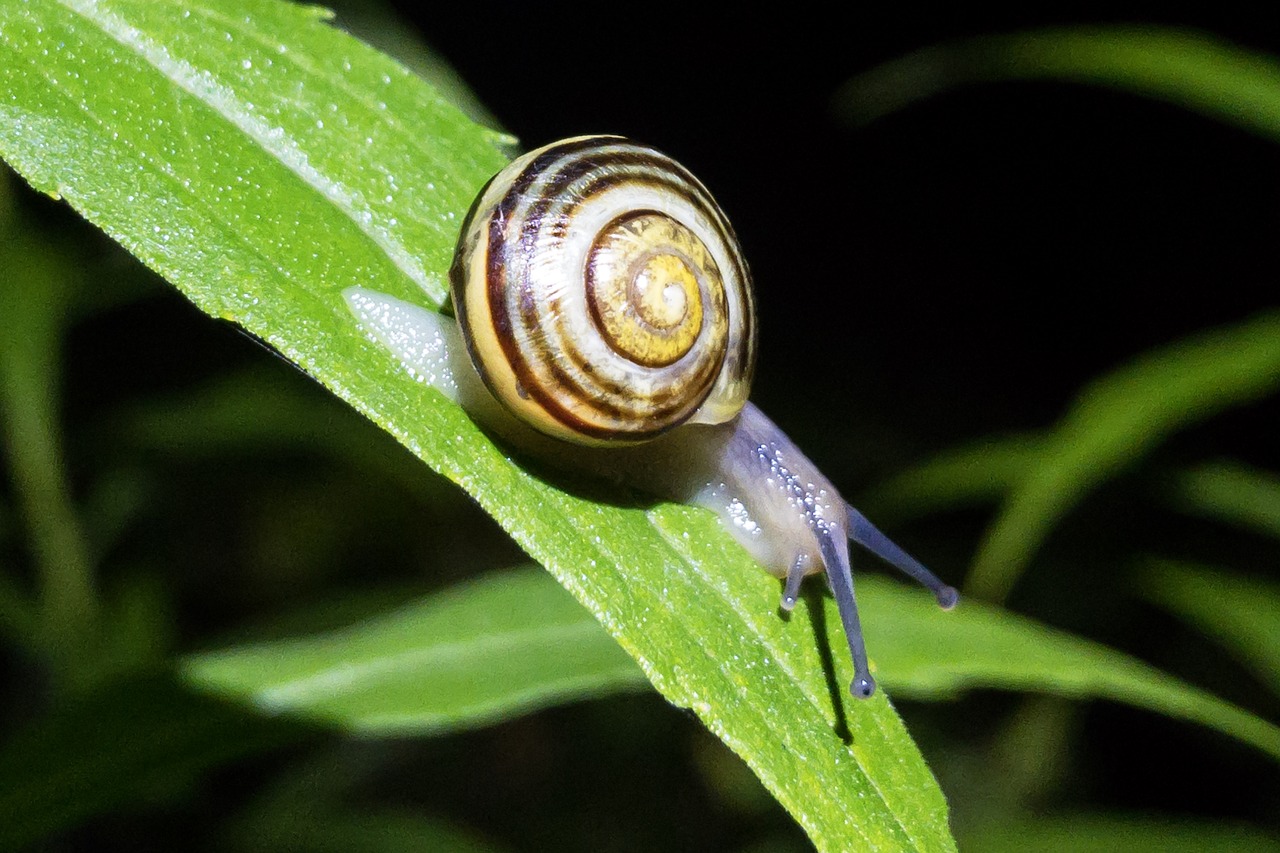 snail leaf macro free photo