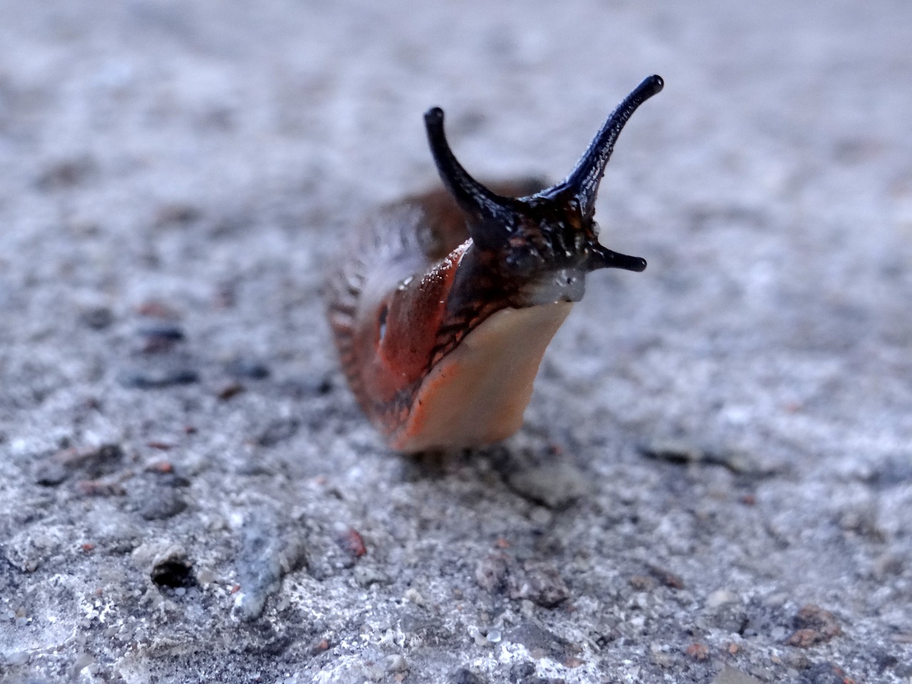 snail animal nature free photo