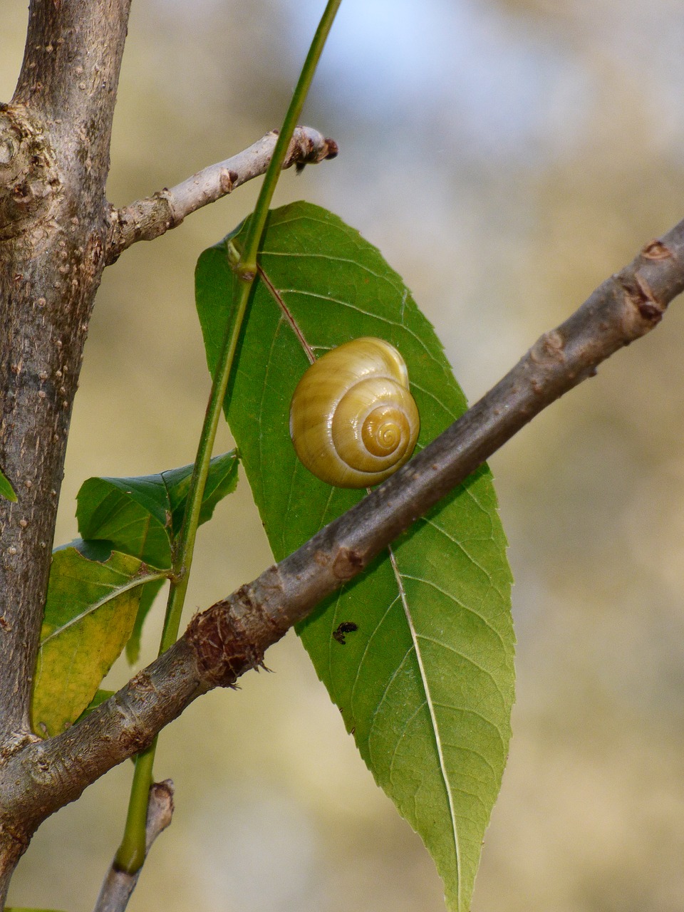 snail letter a branch free photo