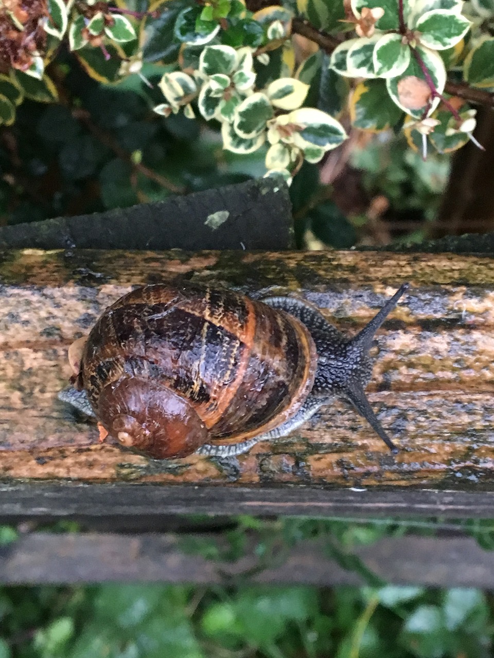 snail garden nature free photo