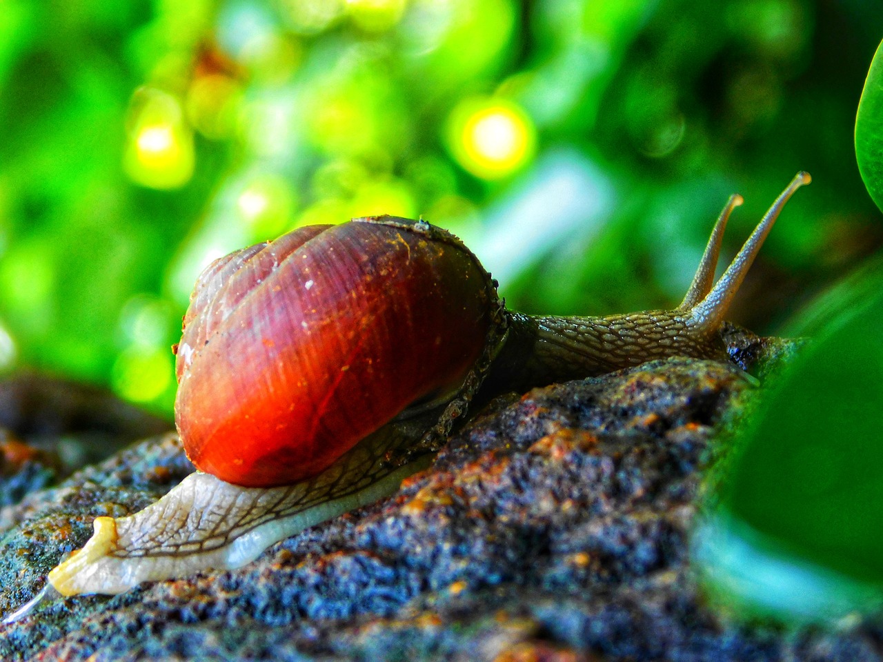 snail stone plants free photo