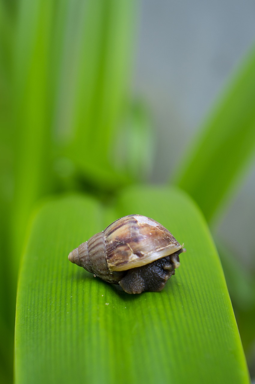 snail the leaves natural free photo