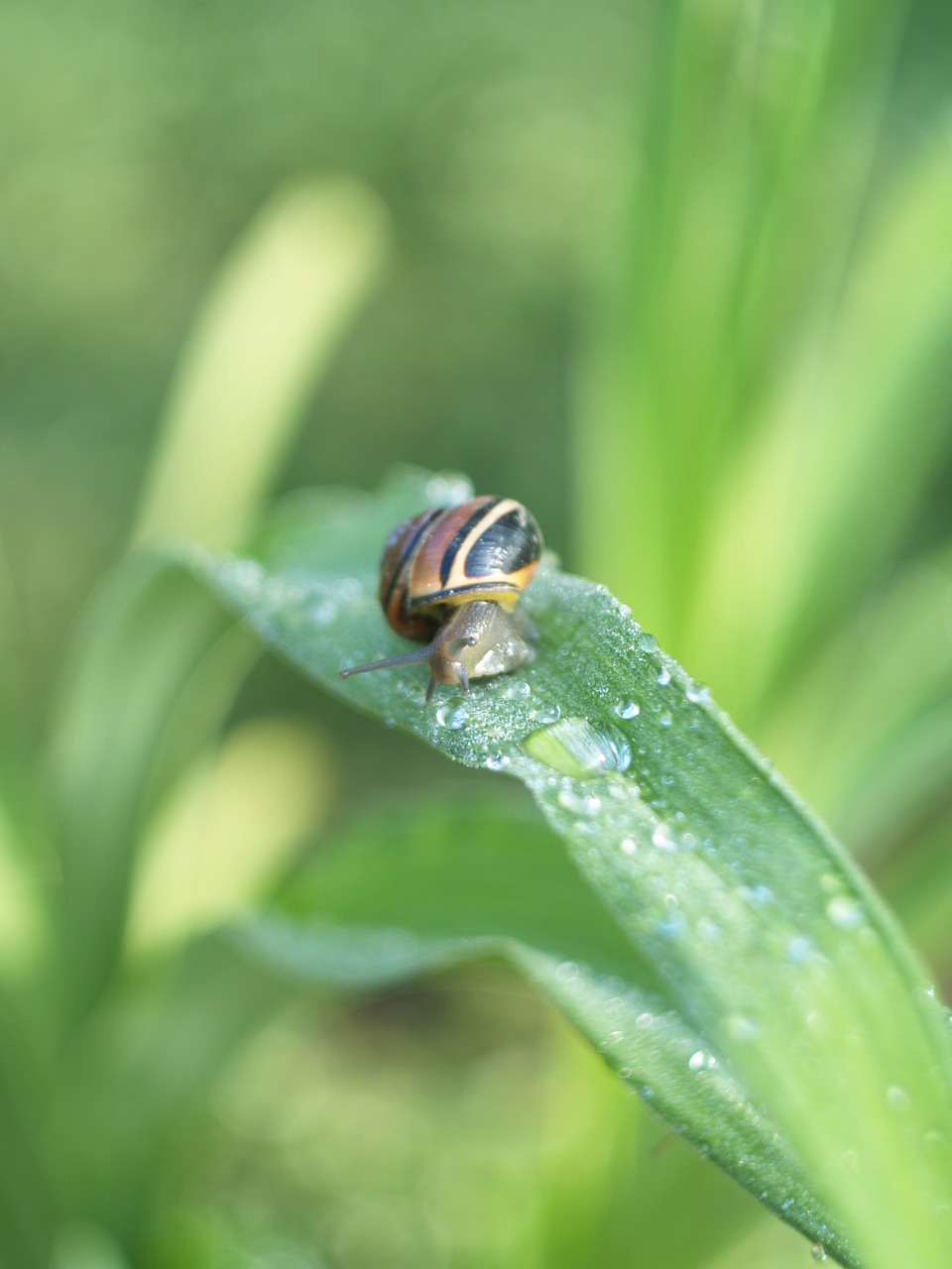 snail rosa garden free photo