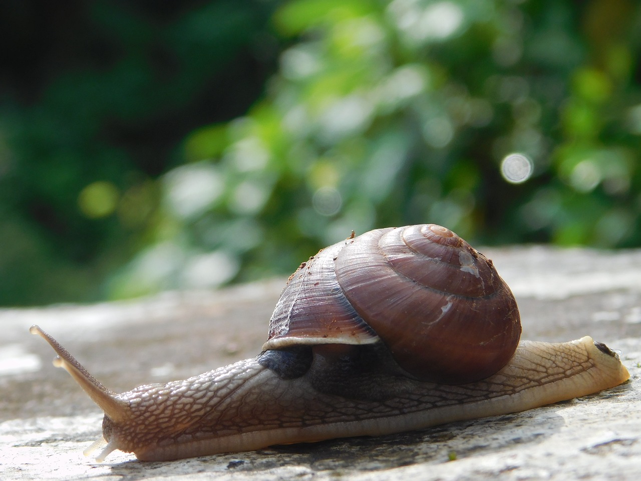 snail stone plants free photo