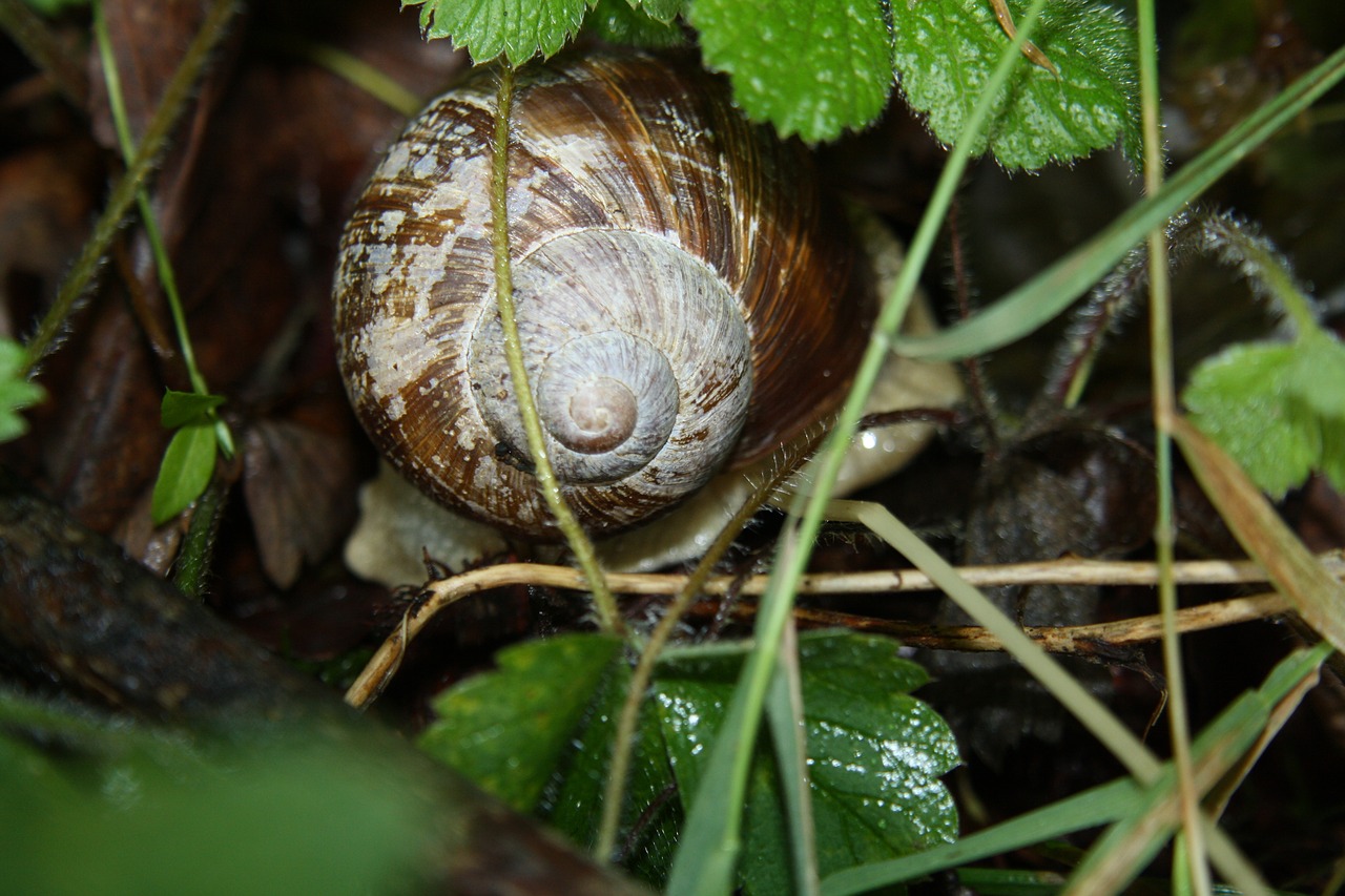 snail summer shell free photo