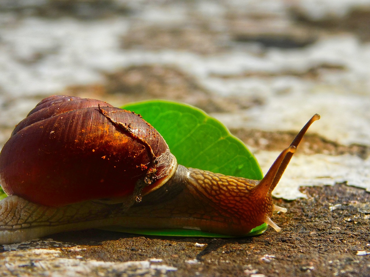 snail leaf stone free photo