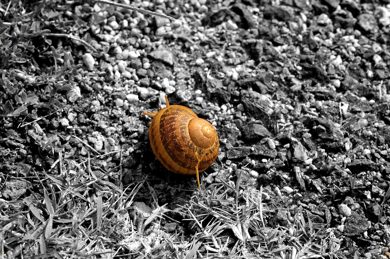 snail bi color monochrome free photo