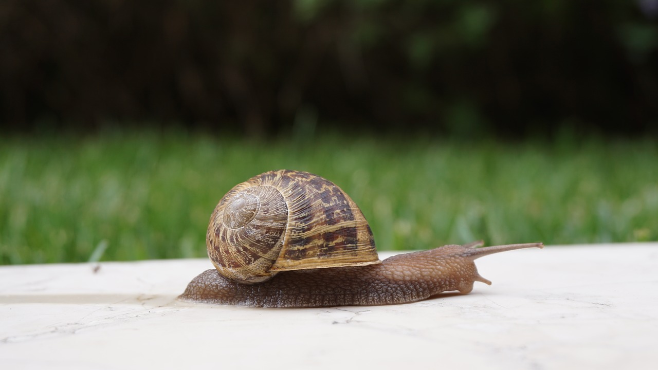 snail shell wall free photo