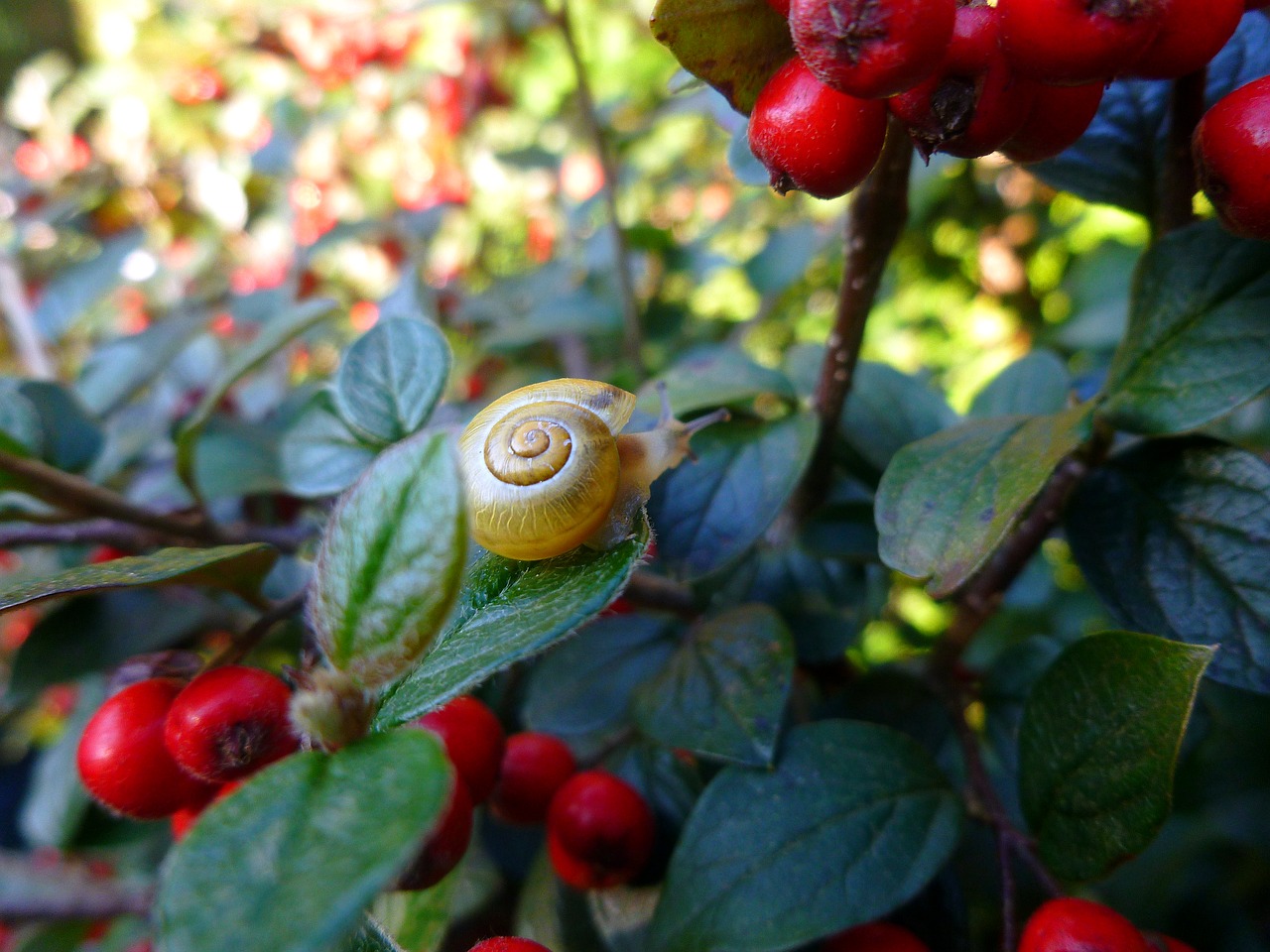 snail plant bill berry free photo