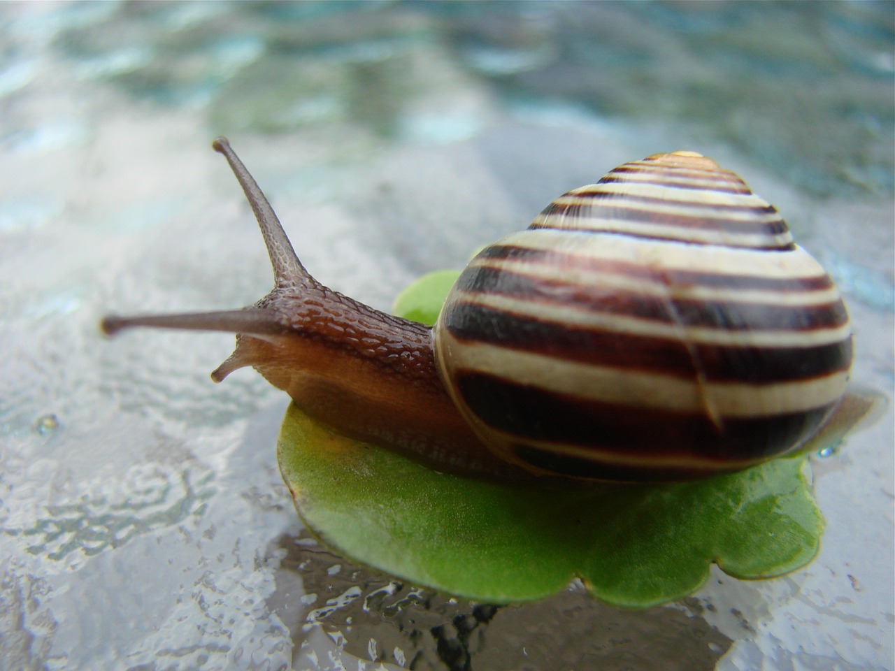 snail nature shell free photo