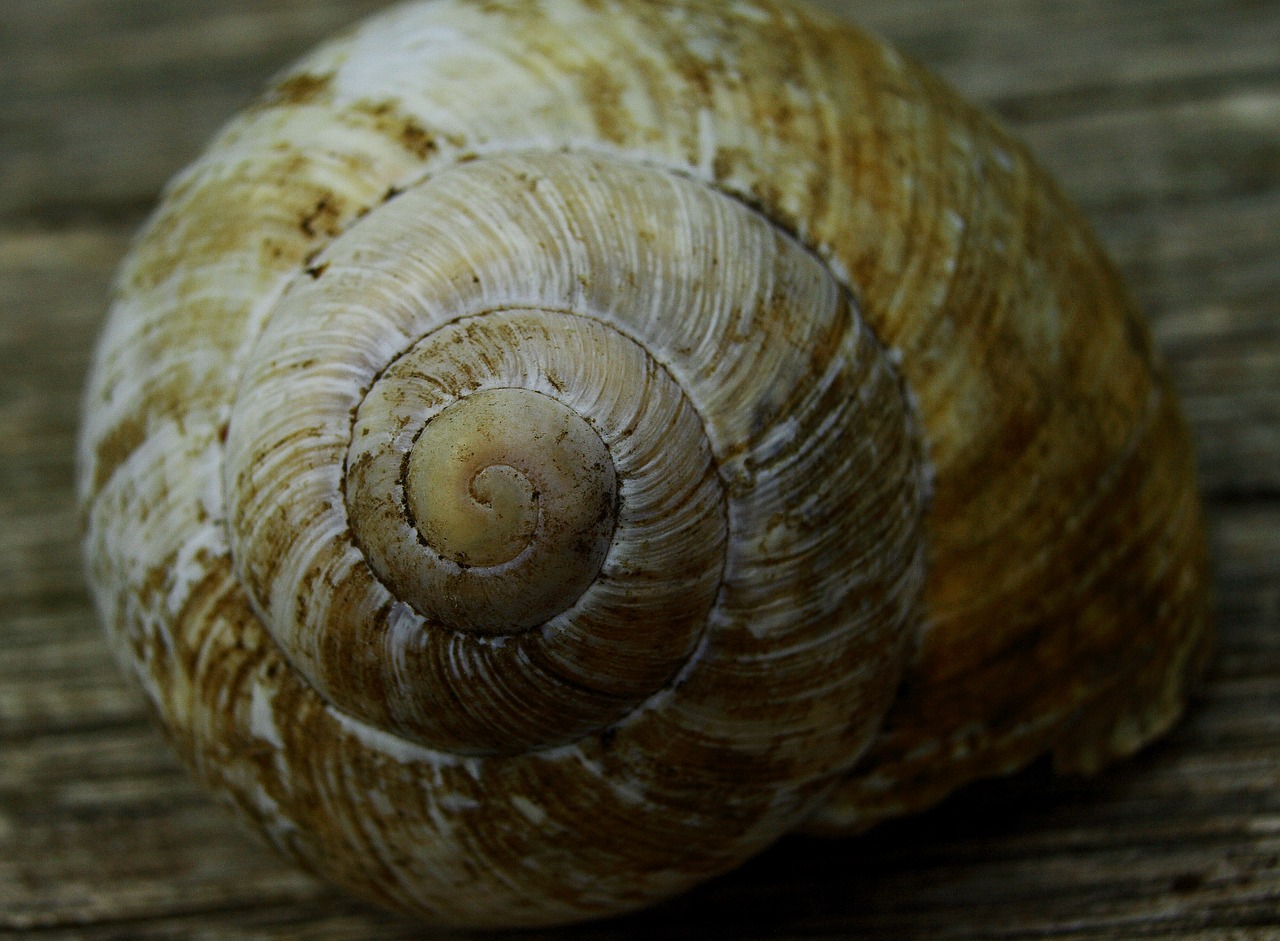 snail spiral macro free photo