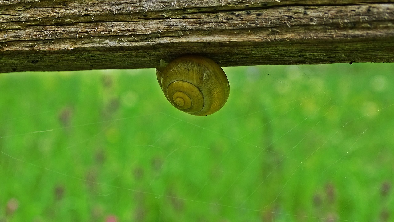 snail snail shell csigabiga free photo