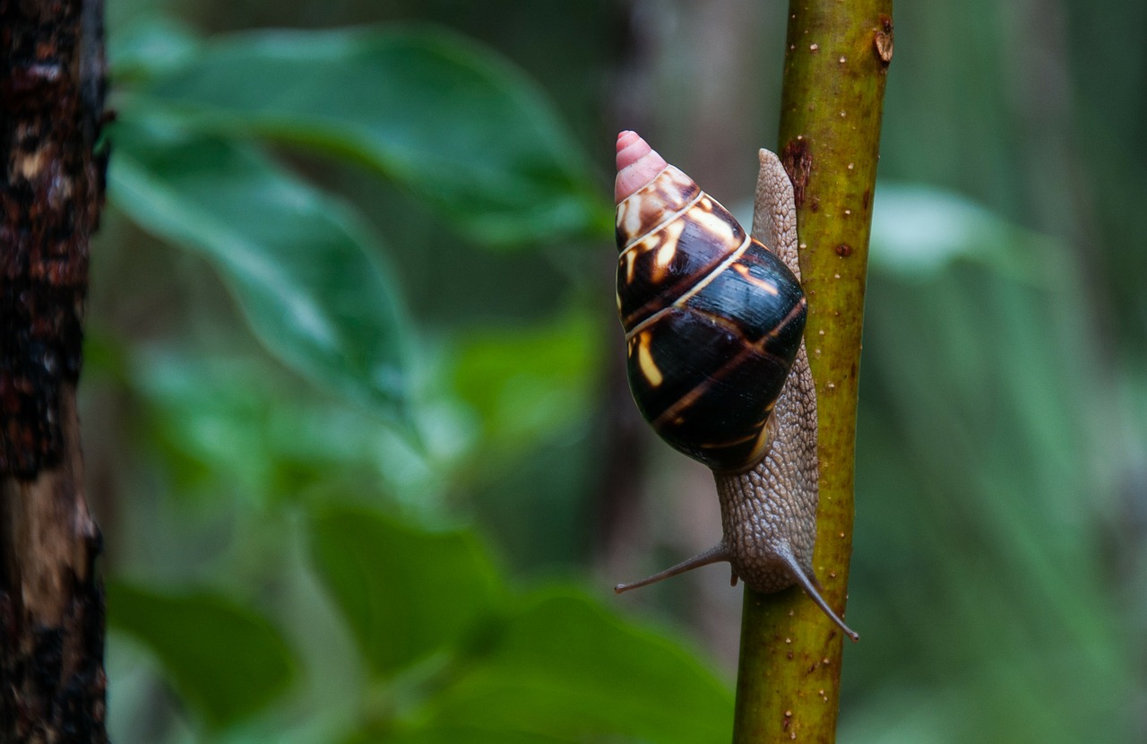 snail shell communis free photo