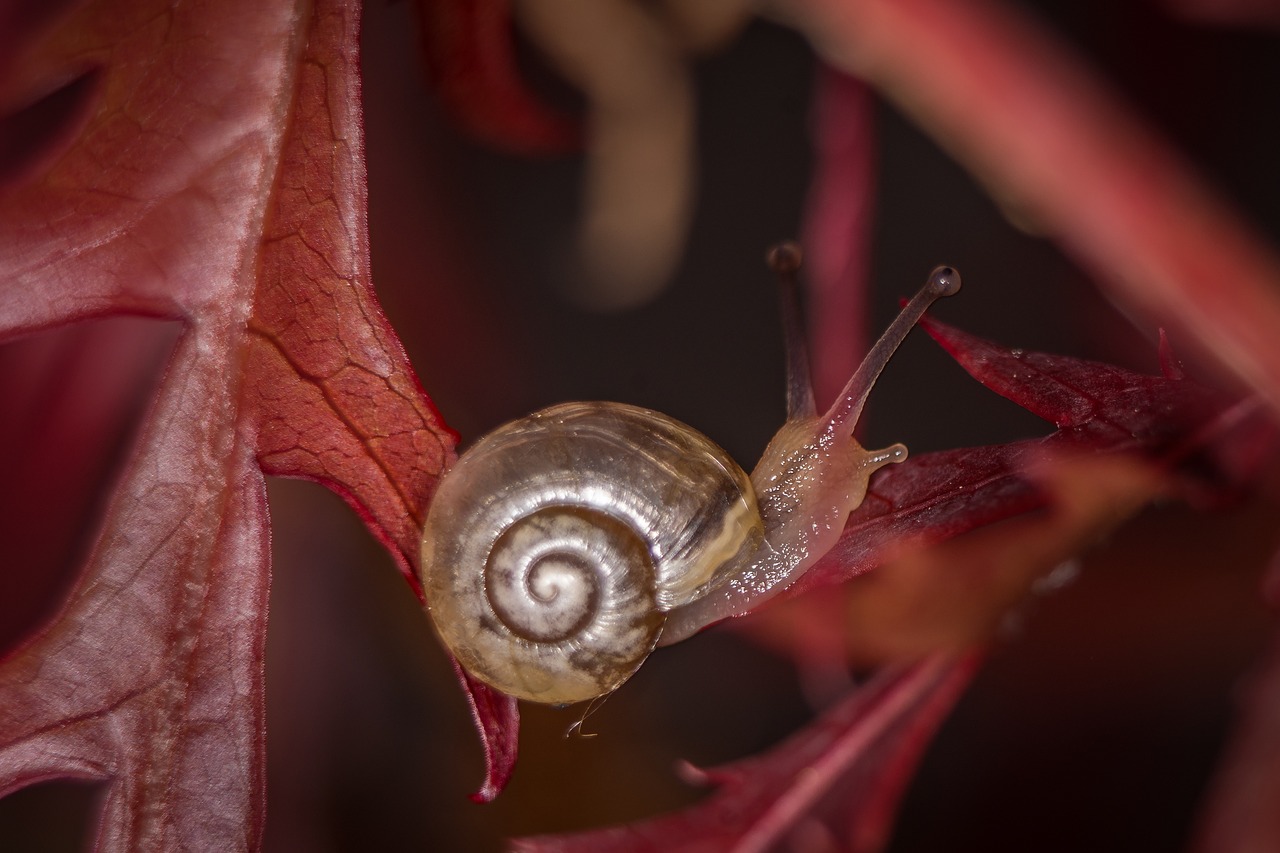 snail macro housing free photo