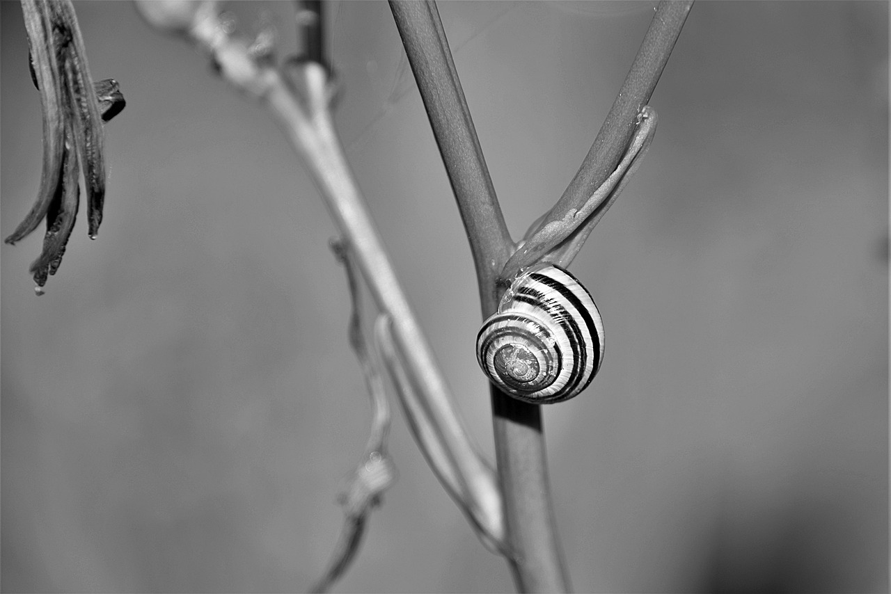 snail shell s w free photo