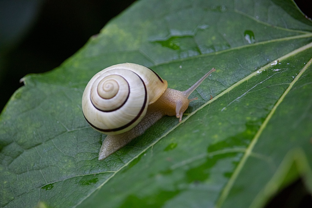 snail leaf nature free photo