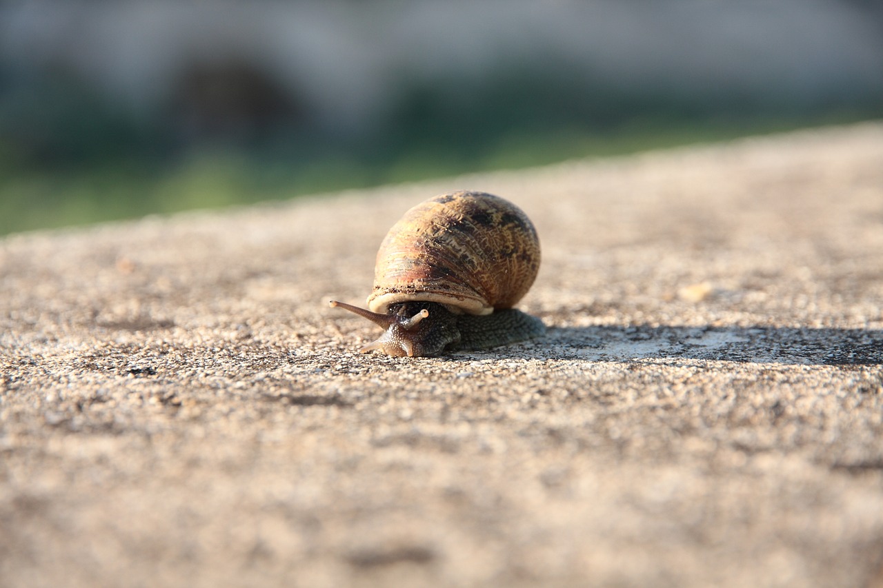 snail molluscum shell free photo