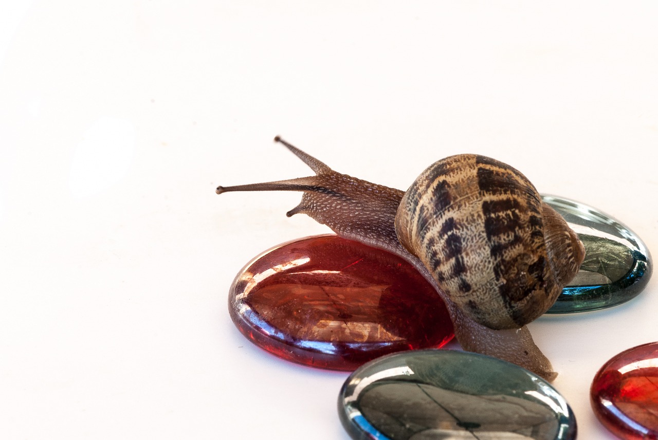 snail nature wallpaper free photo