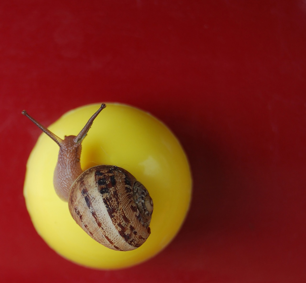 snail round macro free photo