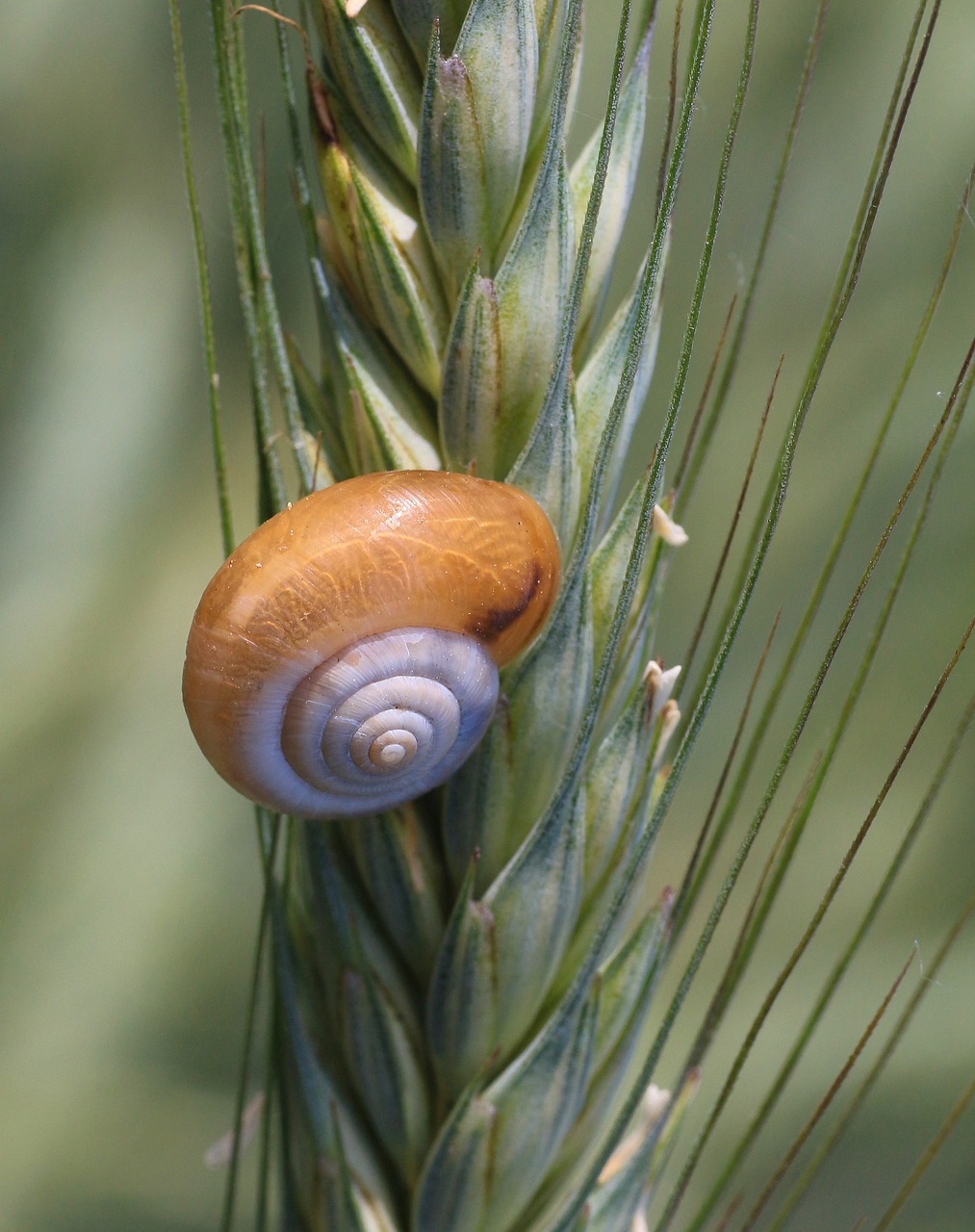 snail schalentie slowly free photo