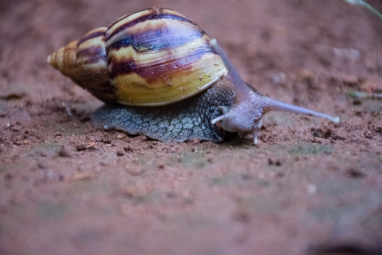 snail exoskeleton gastropod free photo