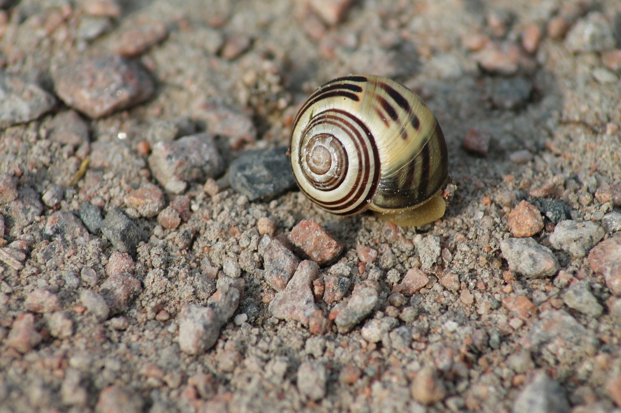 snail shell nature free photo