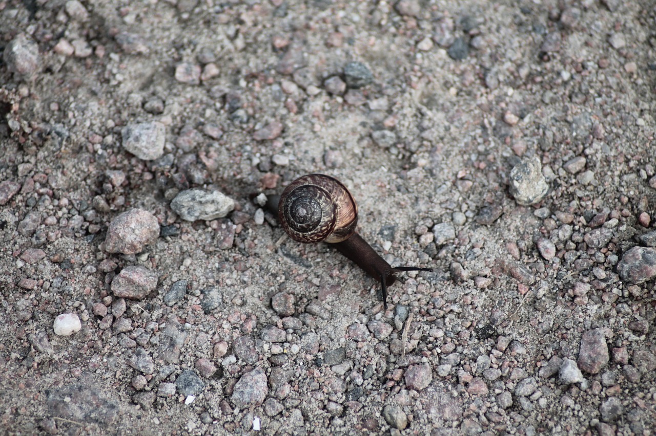 snail shell nature free photo