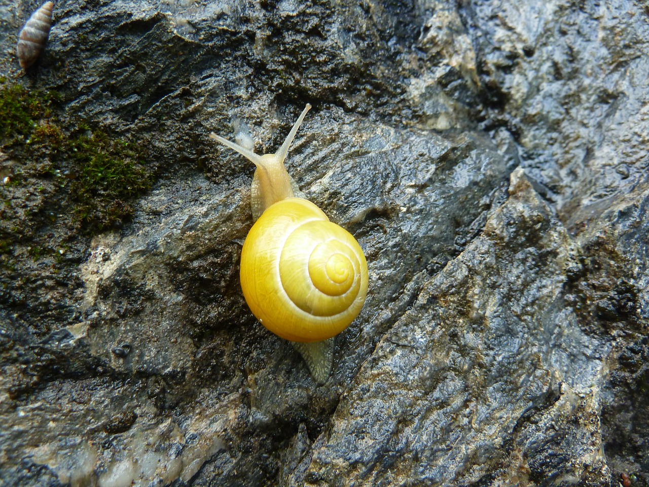 snail nature viscous free photo