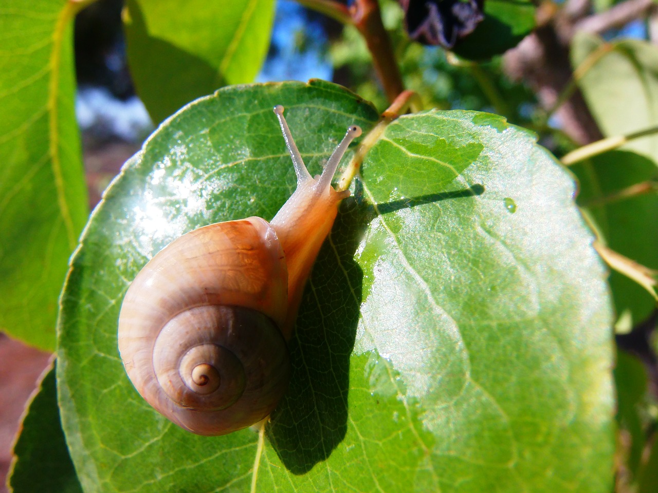 snail nature field free photo