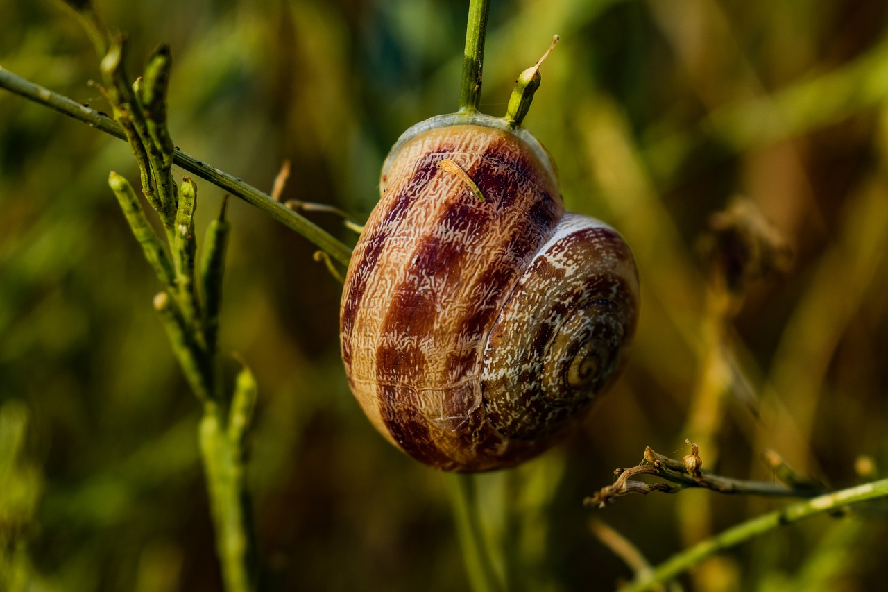 snail animal nature free photo