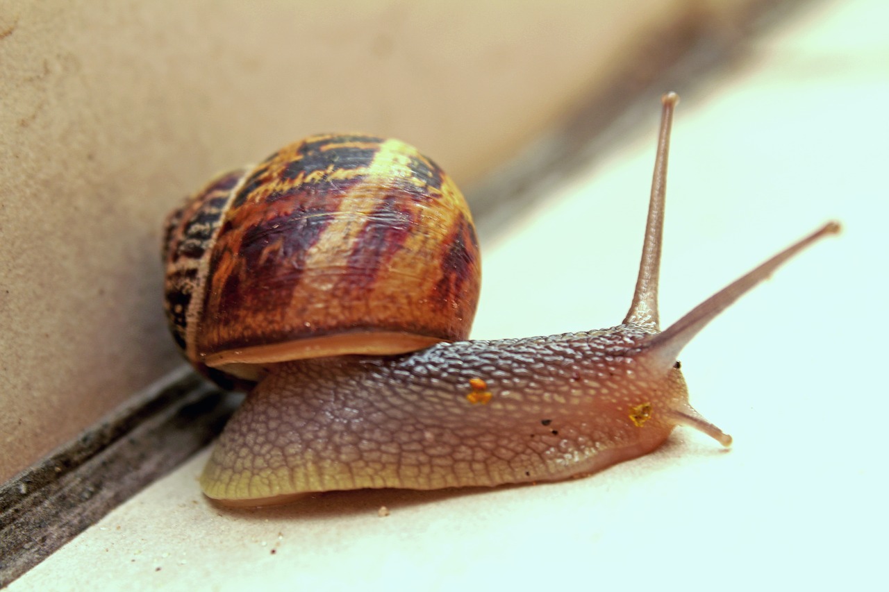 snail slow gastropod free photo