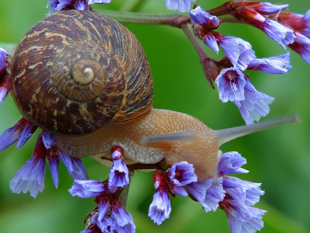 snail shell flower free photo