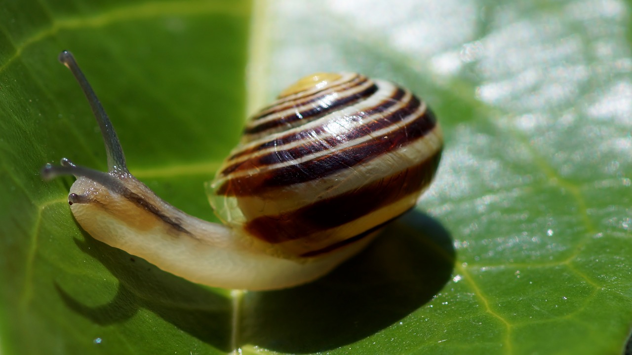 snail gastropod crustaceans free photo