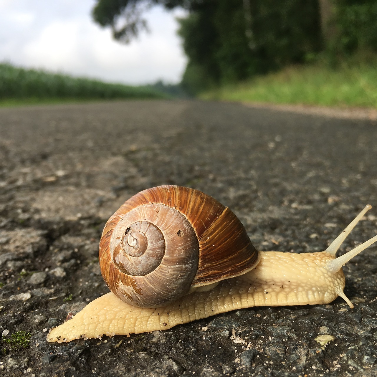 snail slowly shellfish free photo