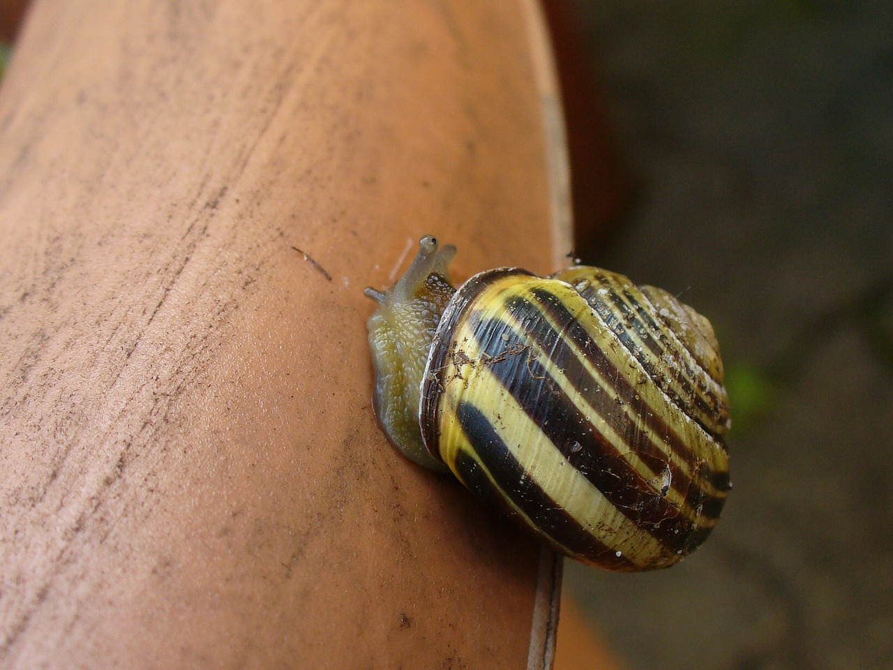 snail shell close free photo