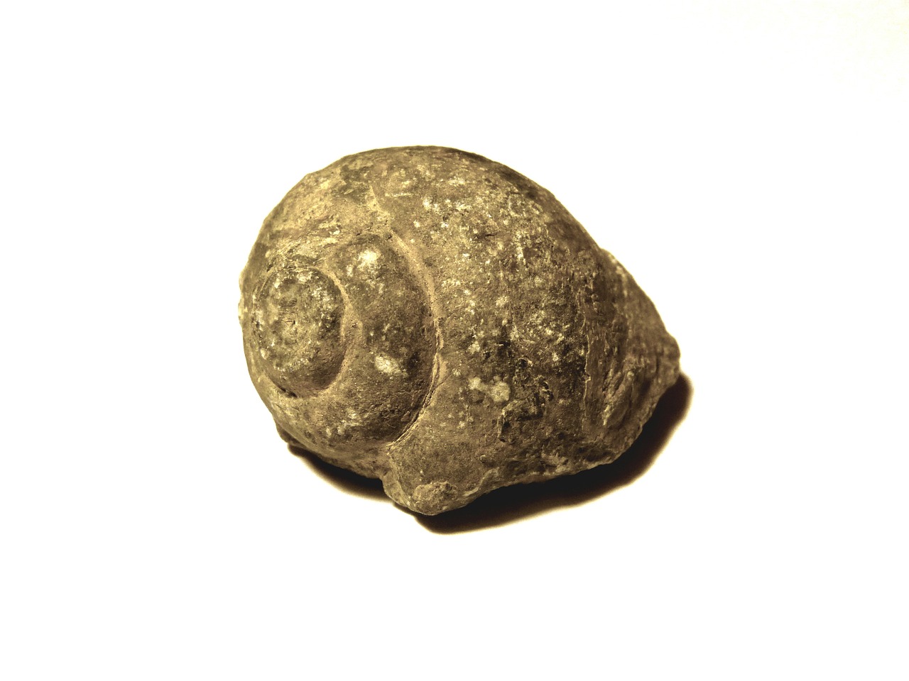 snail fossil vestige free photo