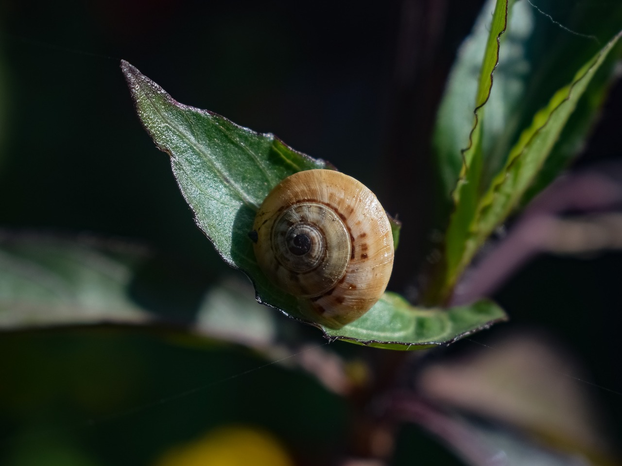 snail  invertebrate  gastropod free photo