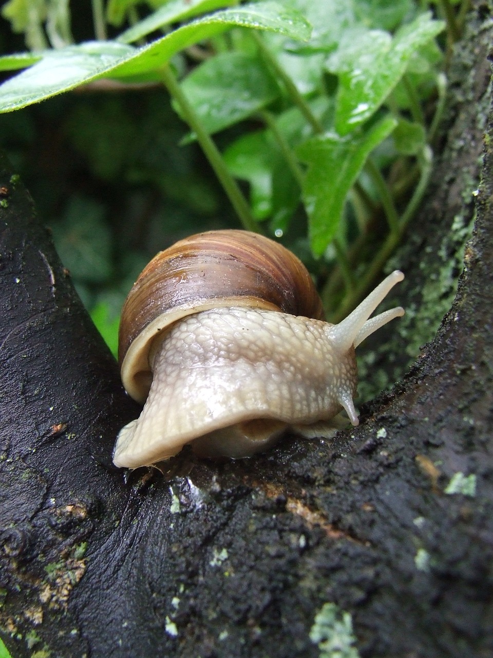 snail nature forest free photo