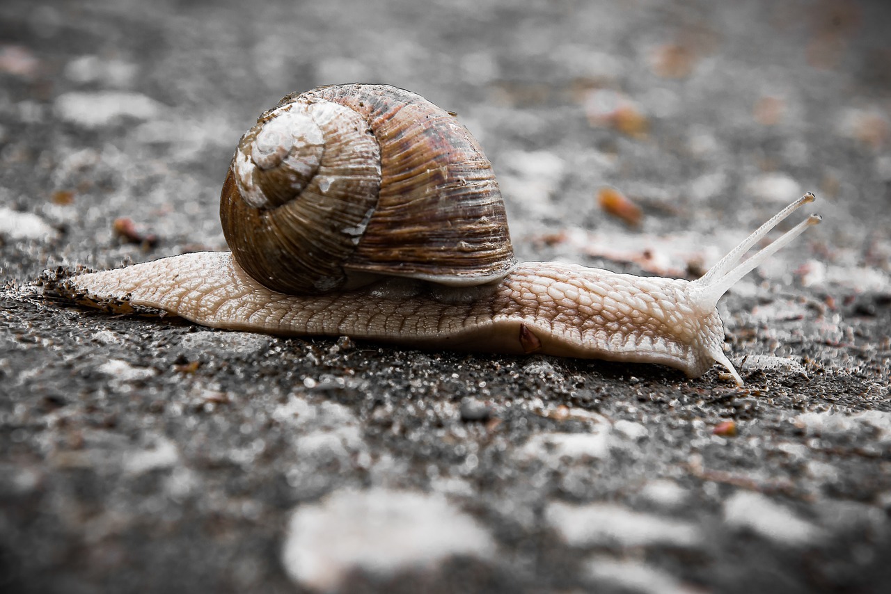 snail  slowly  bauchfuesser free photo