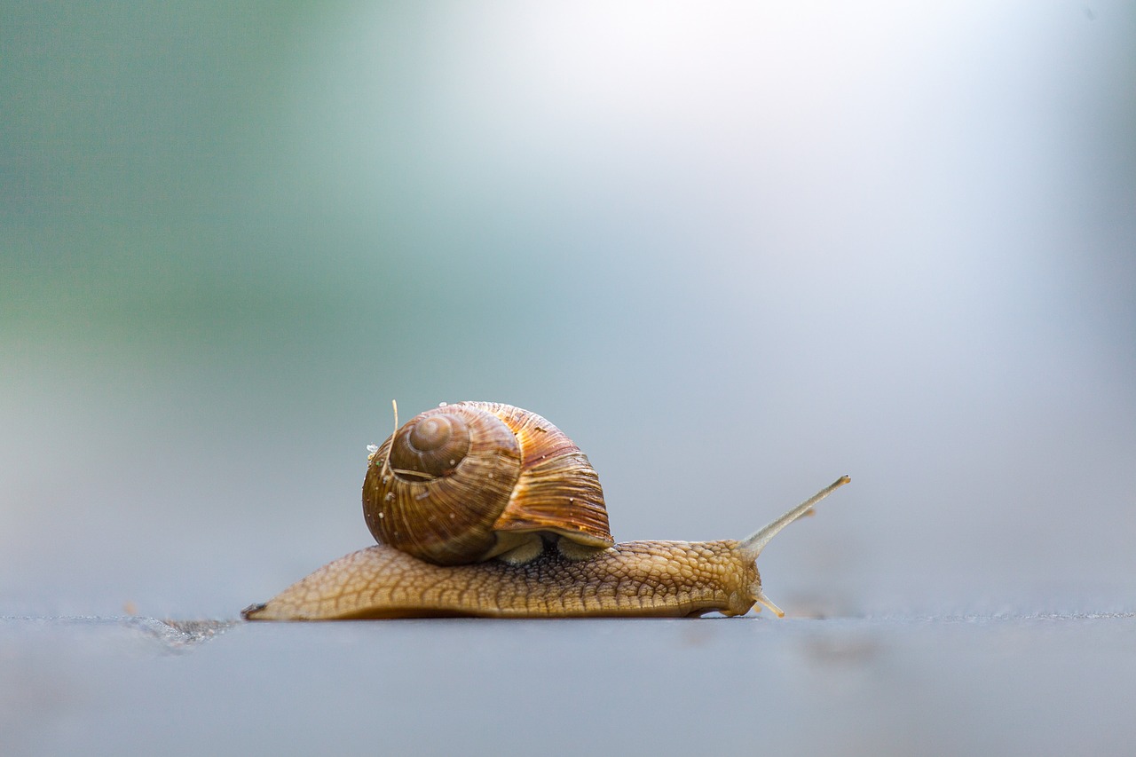 snail  nature  shellfish free photo