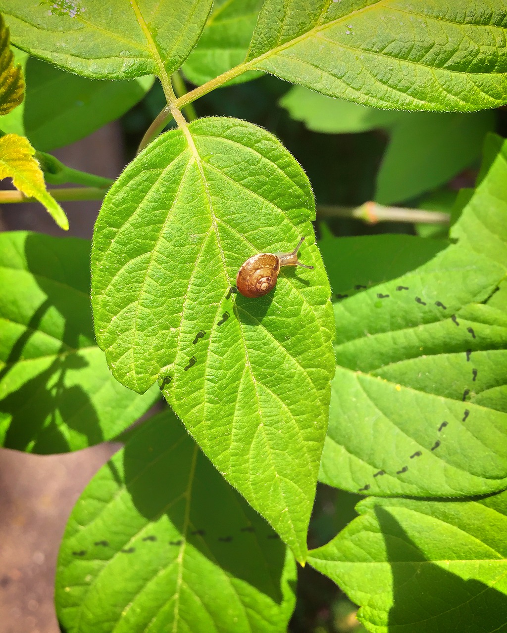 snail  leaf  footprint free photo