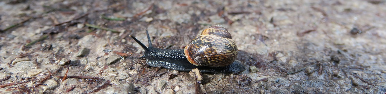 snail  shell  black free photo