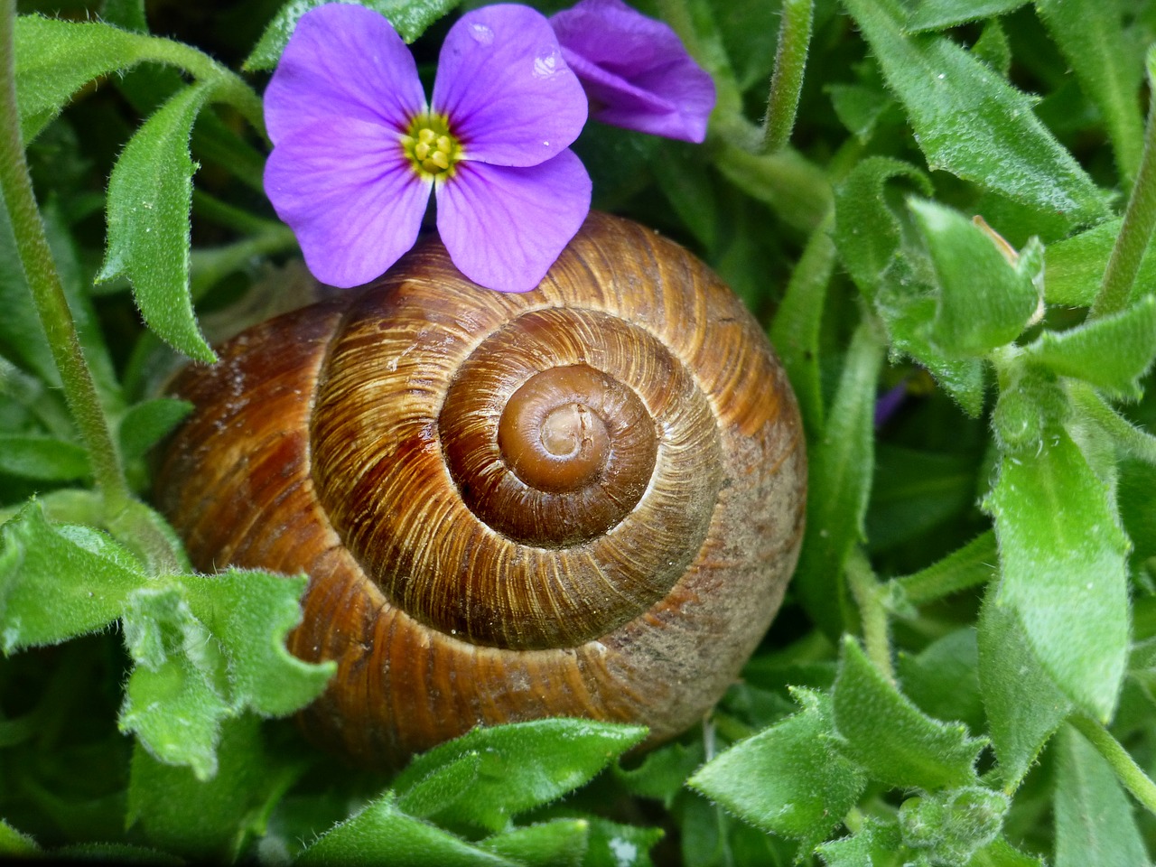 snail  helix pomatia  land snail free photo