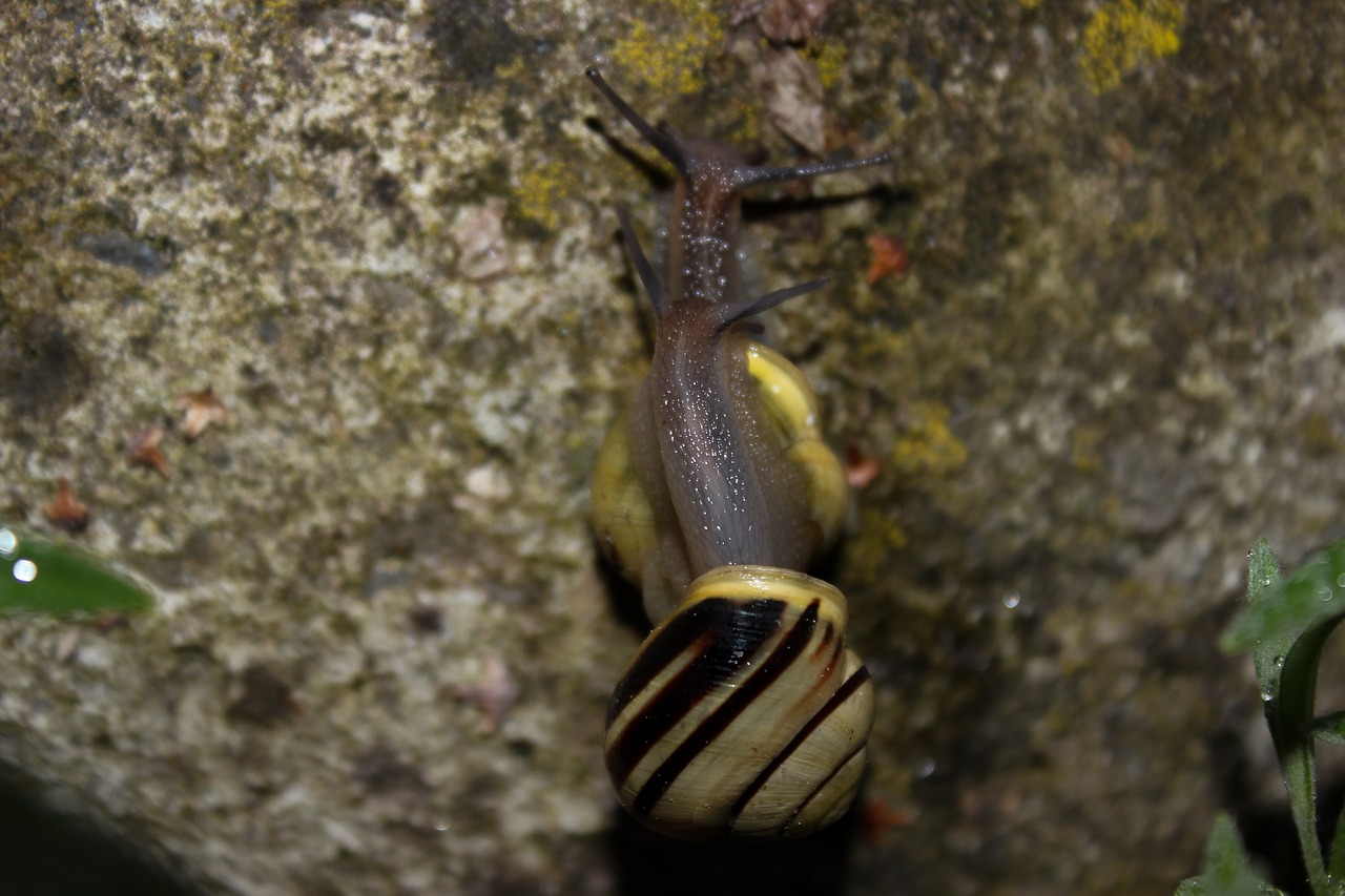 snail  tape worm  nature free photo