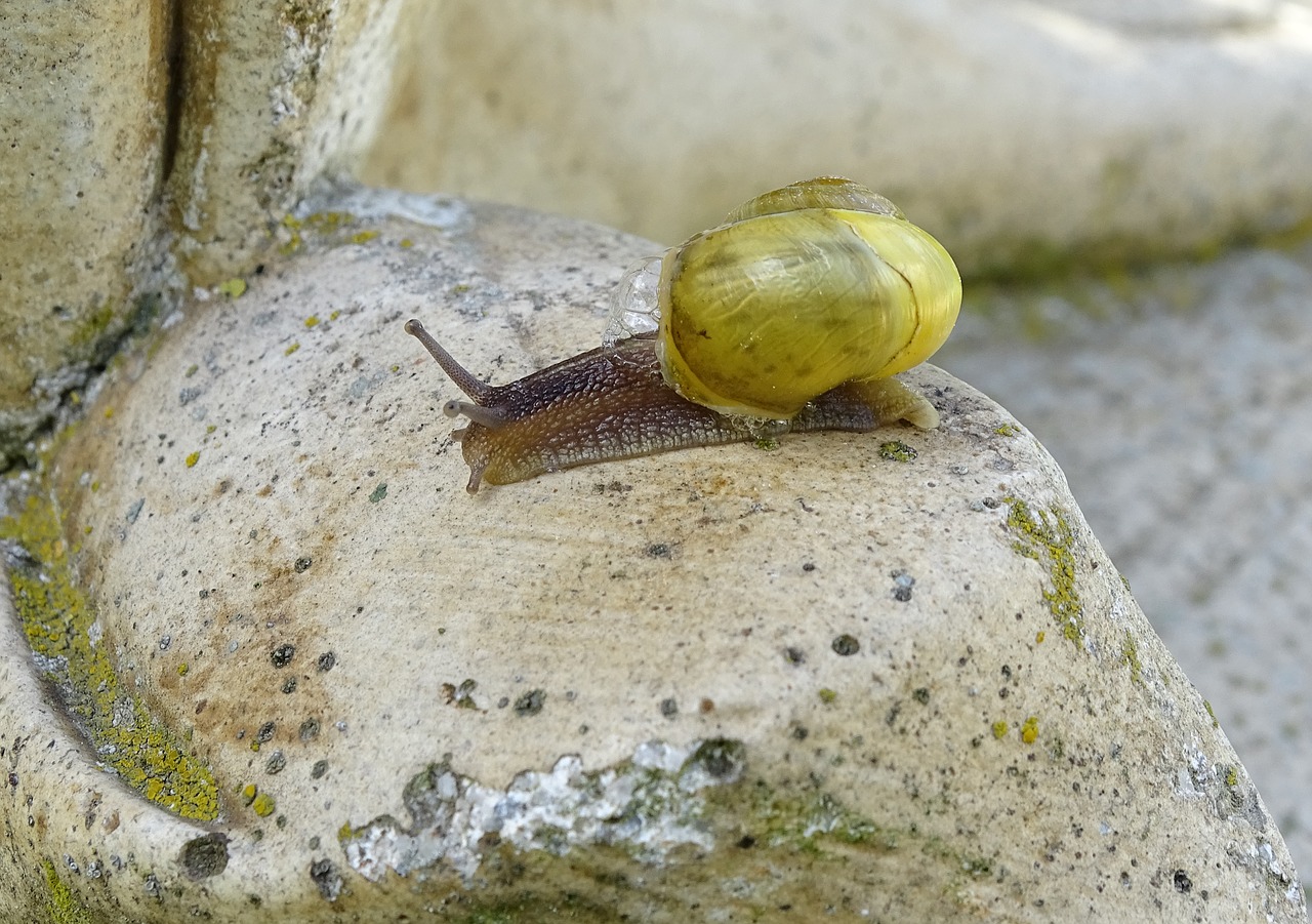 snail  shellfish  garden snail free photo