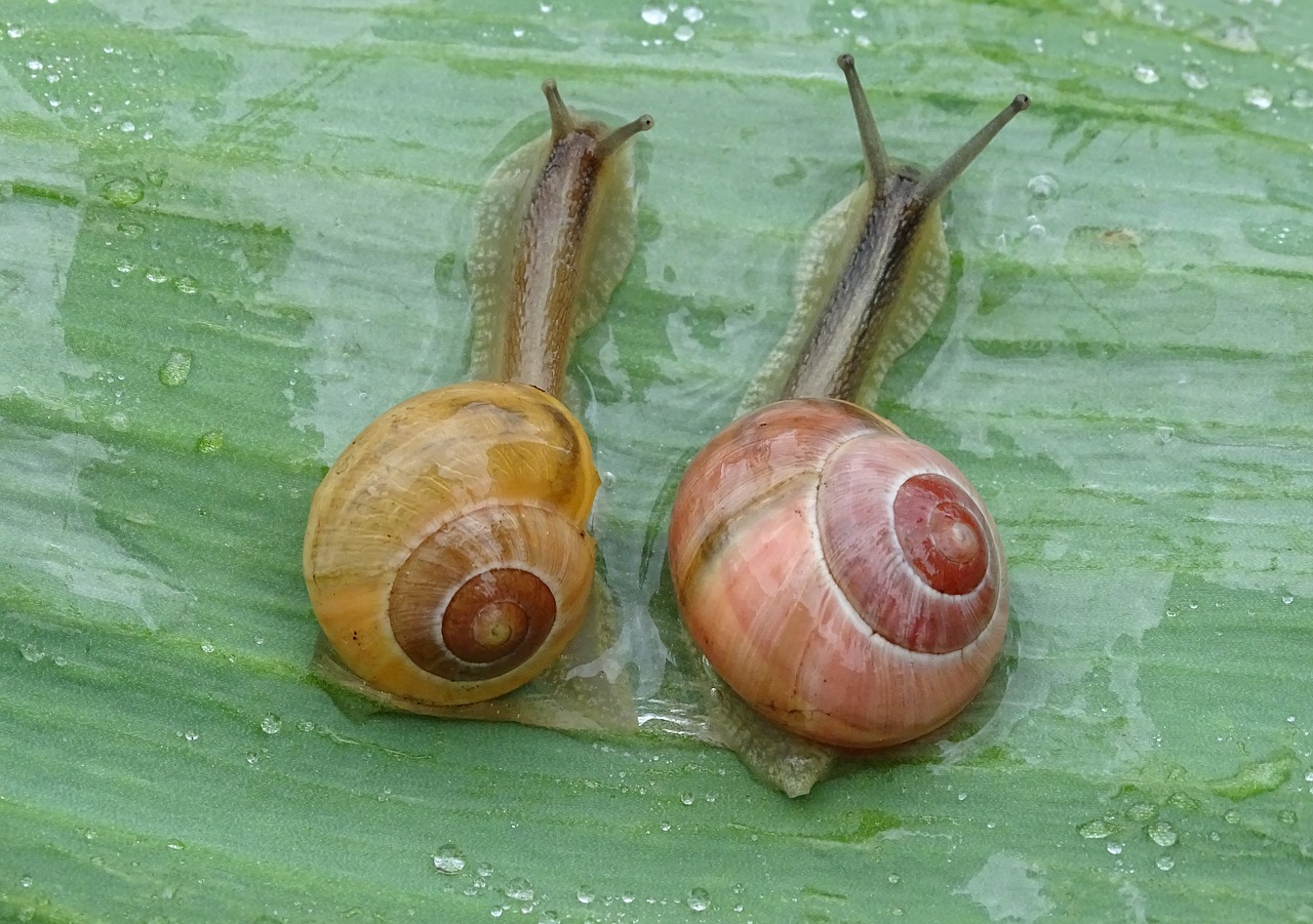 snail  shell  spiral free photo