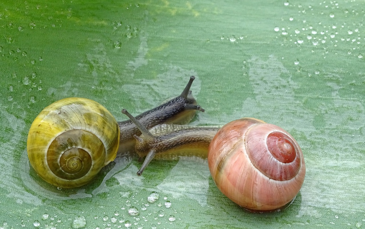 snail  shell  slowly free photo