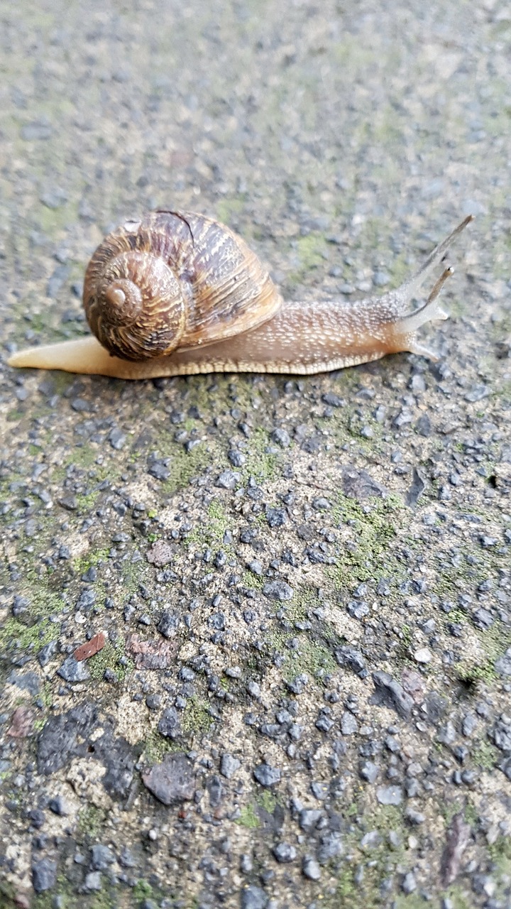 snail  gastropod  nature free photo