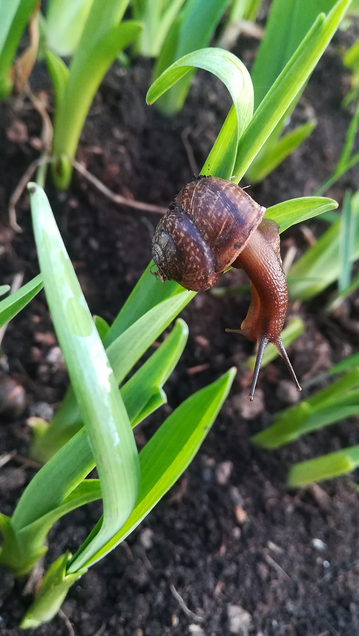 snail  nature  sheet free photo